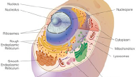 Do Plant Cells Have Nucleolus : What Is A Nucleolus Definition Function Video Lesson Transcript Study Com : But most bacterial cells such as prokaryotes have a nucleoid which is different from a nucleus or nucleolus.