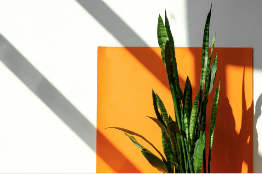 A picture containing plant, indoor

Description automatically generated