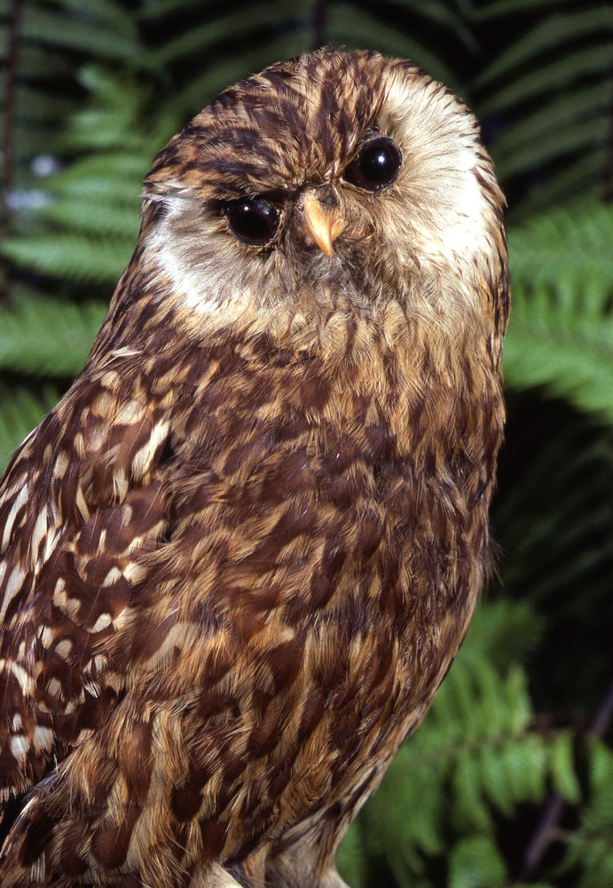 Image result for extinct types of owl