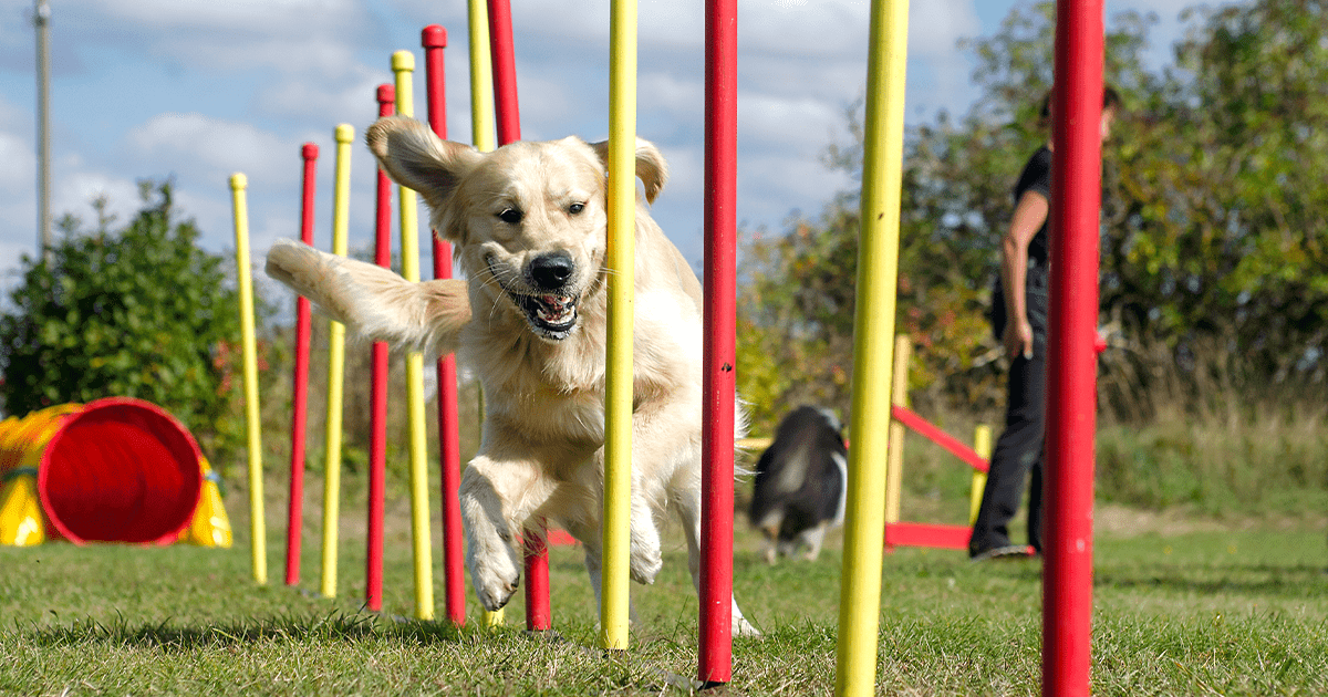 dog on agility course