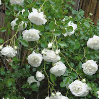 Hoa hồng leo, hoa sứ, hương thảo ,từ la lan ,huệ, cẩm tú cầu ,hồng môn - 9