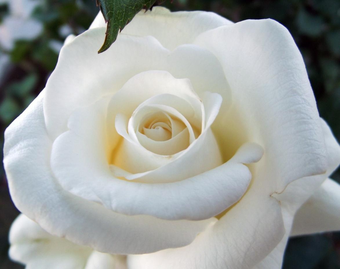Order Flowers Online- SnapBlooms.com