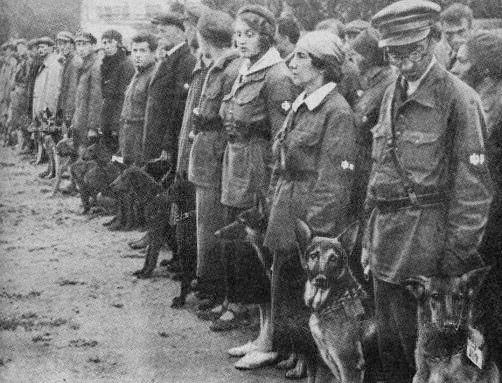 Anti-tank dogs were trained during WWII. Image courtesy Wikimedia Commons.
