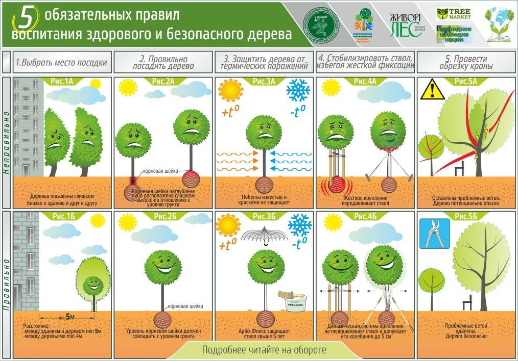 5 правил воспитания здорового и безопасного дерева