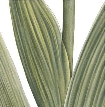 D:\0 wd yedek\acr yedek\1 film indirme\botanicheskaya_illyustraciya2_files\image174.jpg