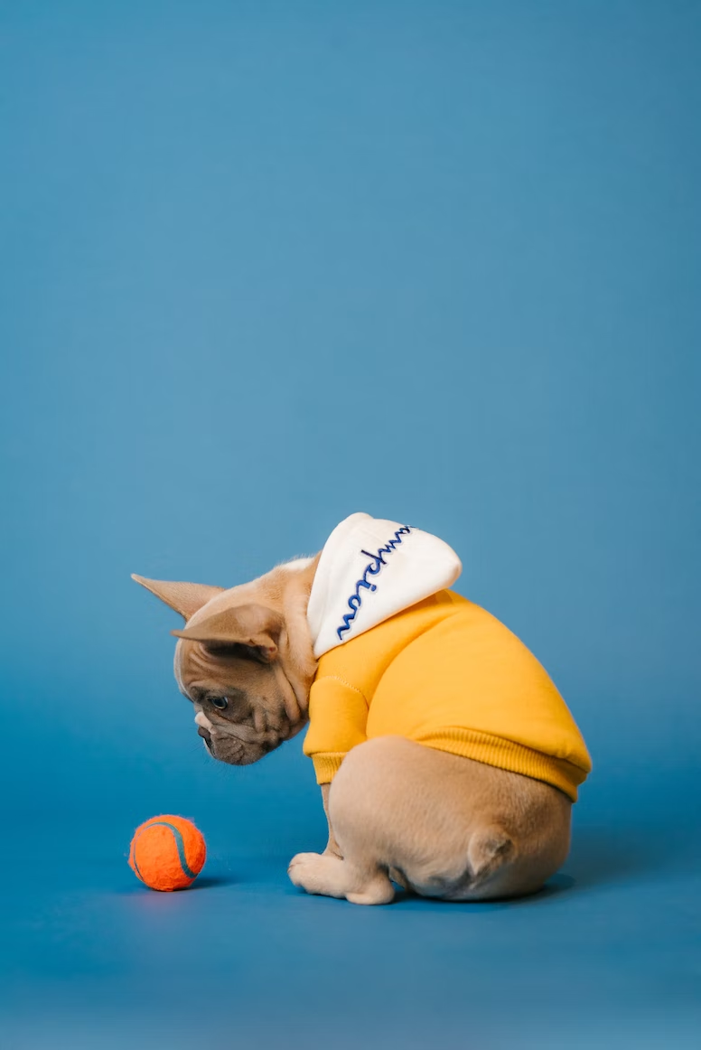 dog in a hoodie staring at a ball on a blue background