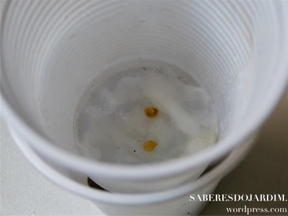 Técnica para Germinar Sementes - III