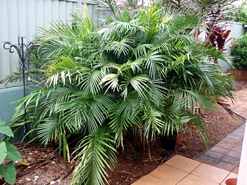 Cascade Palm (Chamaedorea cataractarum)