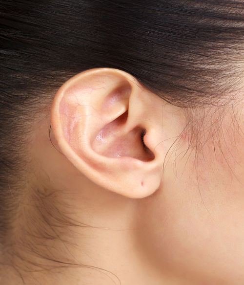 O órgão dos sentidos responsável pela audição é a orelha.