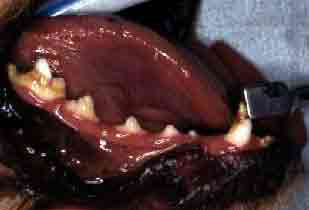 Photo of the right mandible of a dog with generalized enamel hypocalcification.