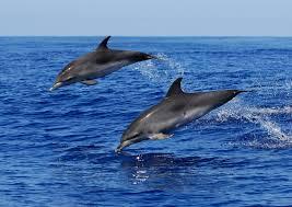 En bild som visar däggdjur, vattenlevande däggdjur, delfin, Marina däggdjur

Automatiskt genererad beskrivning