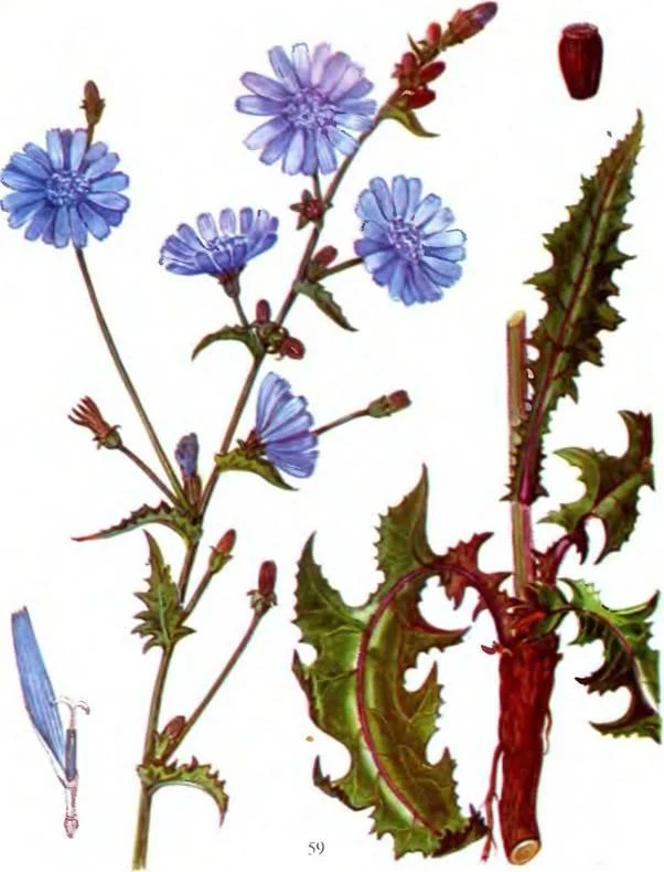 D:\0 wd yedek\acr yedek\1 film indirme\sovremennaya_fitoterapiya_dosyalar\image155.jpg