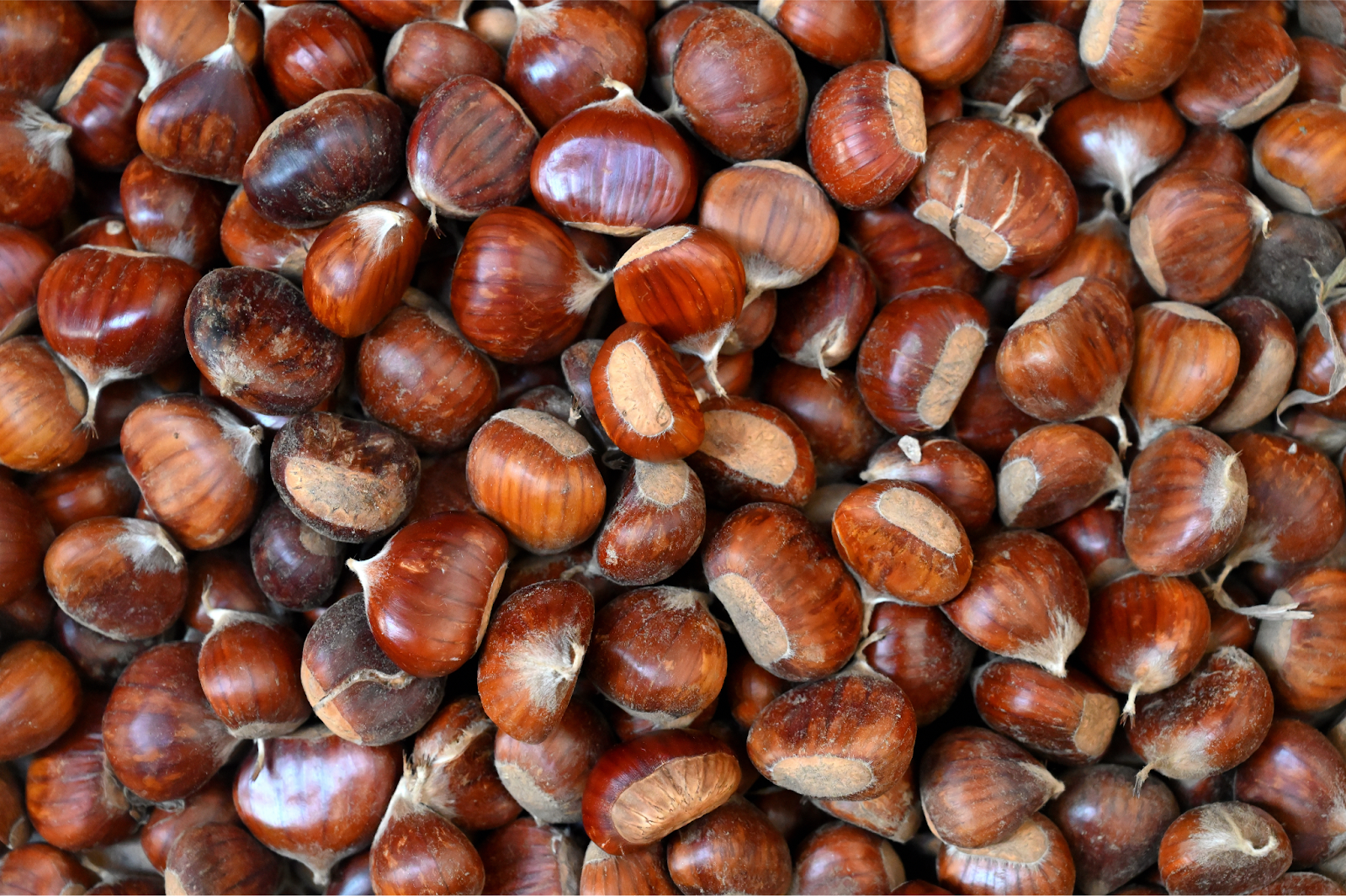 Japanese chestnuts piled up on top of each other.