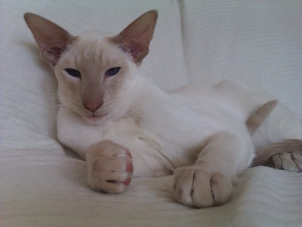 Fawn point siamese cat
