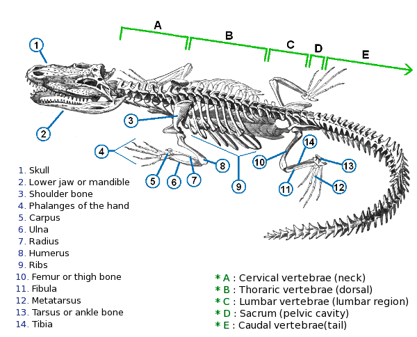 Image result for Crocodile diagram