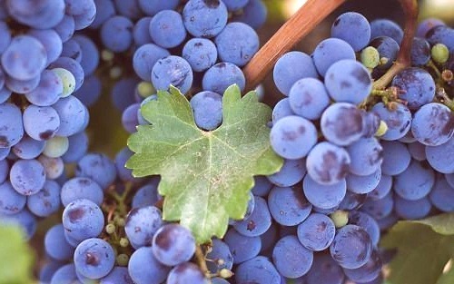 Hroznové víno odrůdy Isabella.