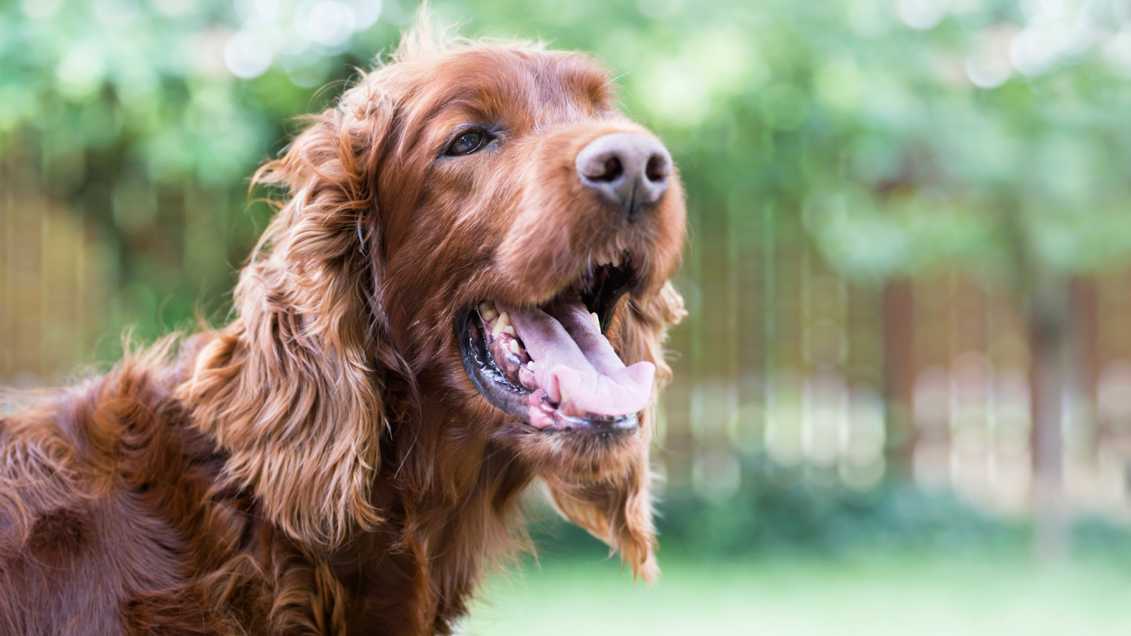 Panting, dry gums, sticky or dry nose and increased thirst or some signs your dog may be dehydrated. 
