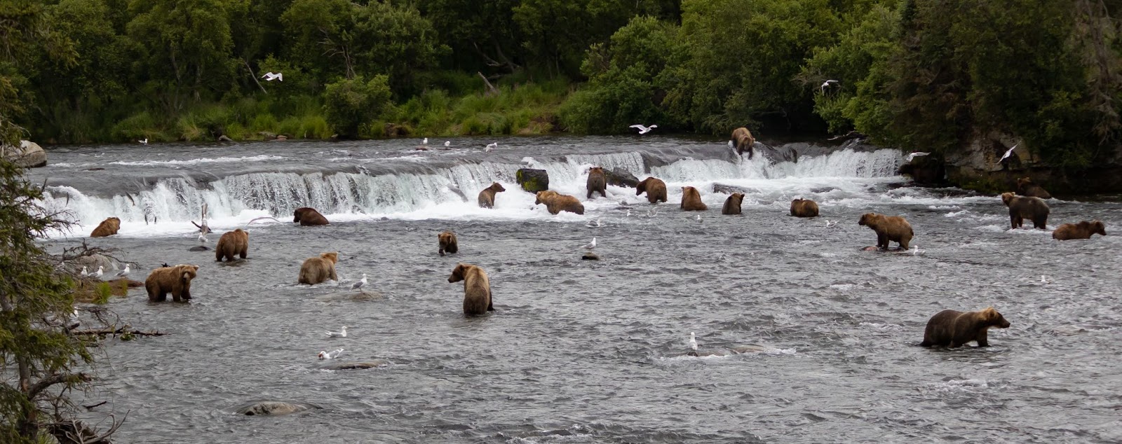 Nineteen bears at Brooks Falls in Katmai National Park