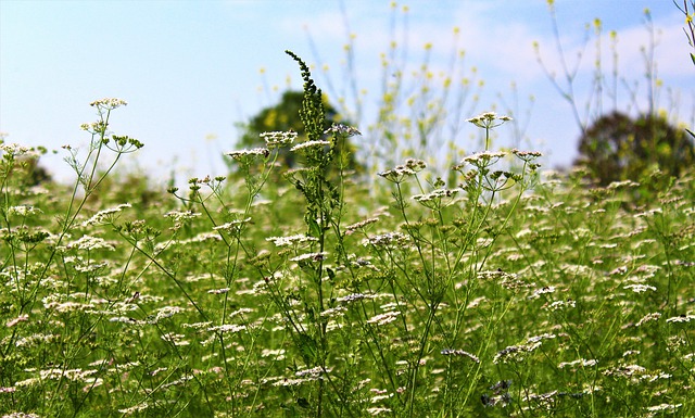 plants name in hindi