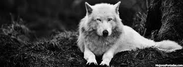 Resultado de imagen de lobo blanco