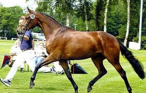 Most expensive horses 