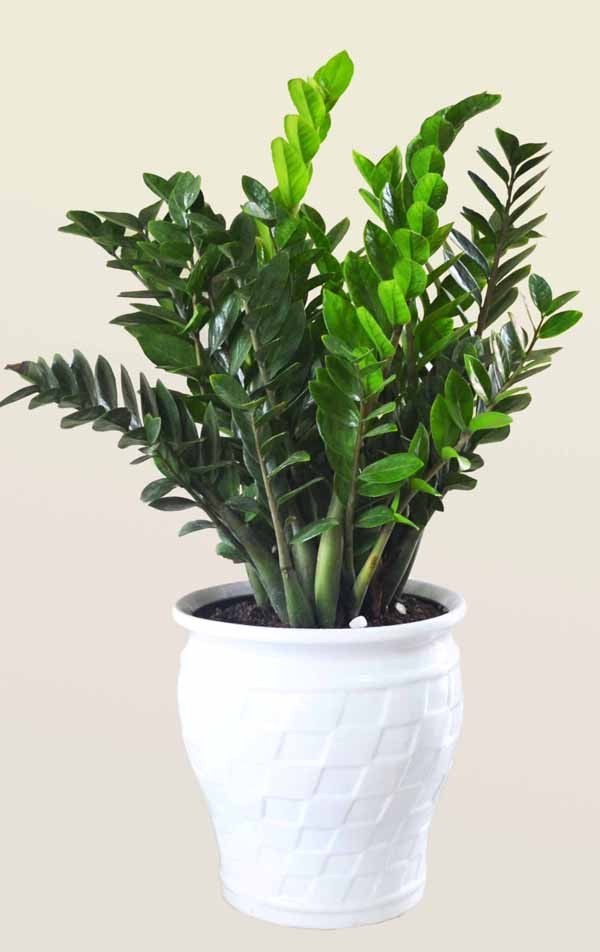 18 mẫu chậu cây cảnh mini cực xinh trang trí cho nhà đón Tết 13 18 mẫu chậu cây cảnh mini cực xinh trang trí cho nhà đón Tết 13