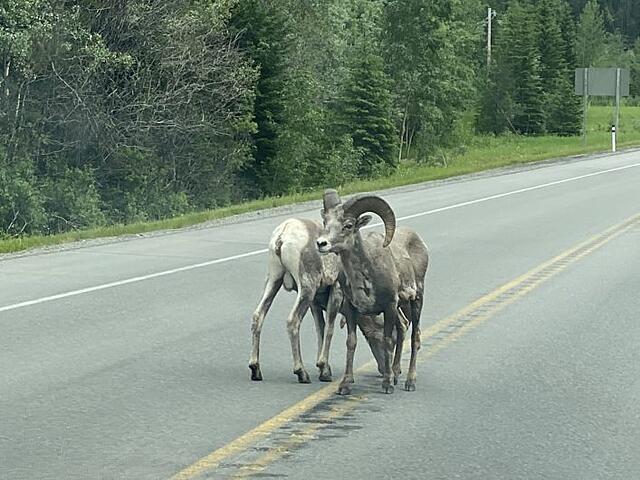 Bighorn sheep can look a little mangey at times