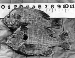 Monster Bluegill Saturday VbNIm-SIecw-oRGEg1ouvoSTF17X_wVJIHoHStjfgkGn-eQSkyEsDkFMqezLRzUCzIWKH5n0ZsBWGUW2i__XtiFPuRsCrUViGDaJGLyZD3HdED4UqEU