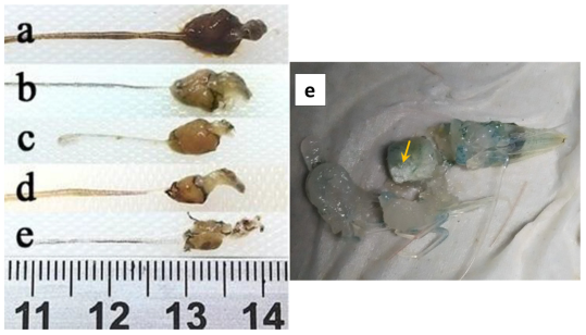 https://www.mdpi.com/toxins/toxins-13-00524/article_deploy/html/images/toxins-13-00524-g002.png