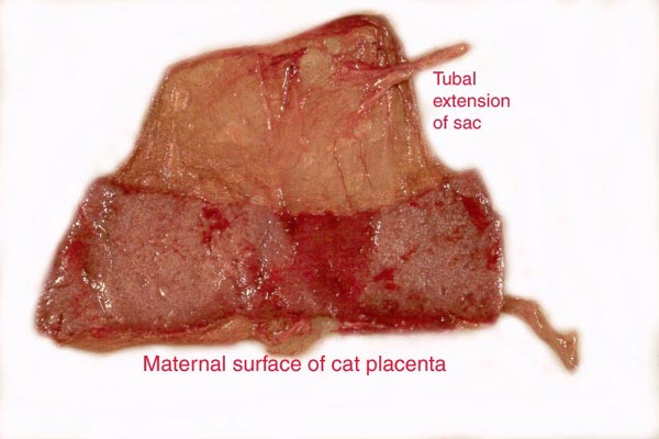 This is the maternal aspect of a normal cat placenta