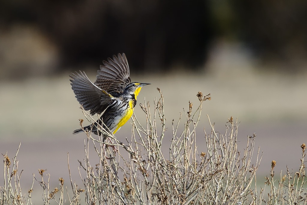 Sample image Nikon 80-400mm VR