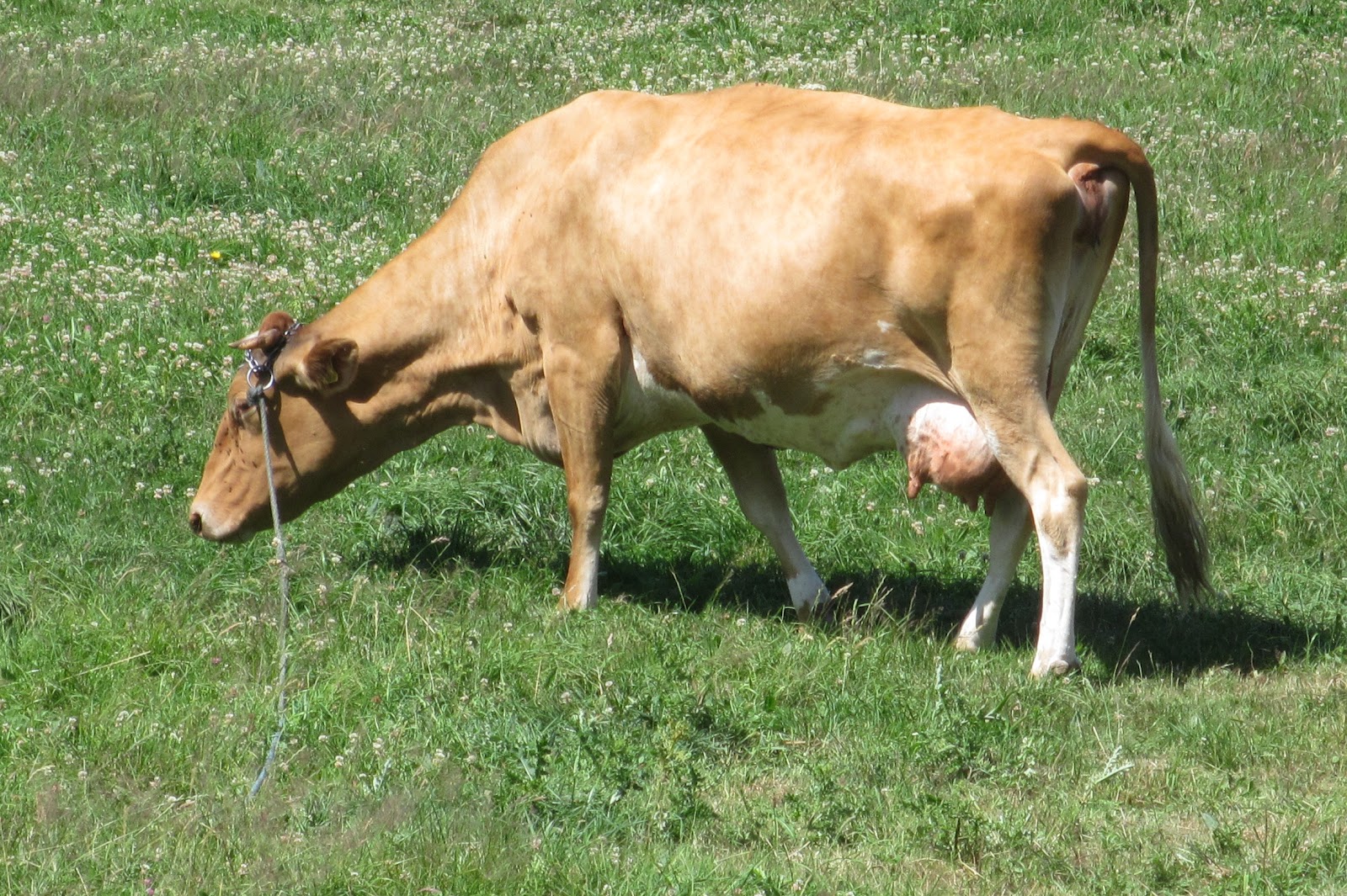 Guernsey Cow