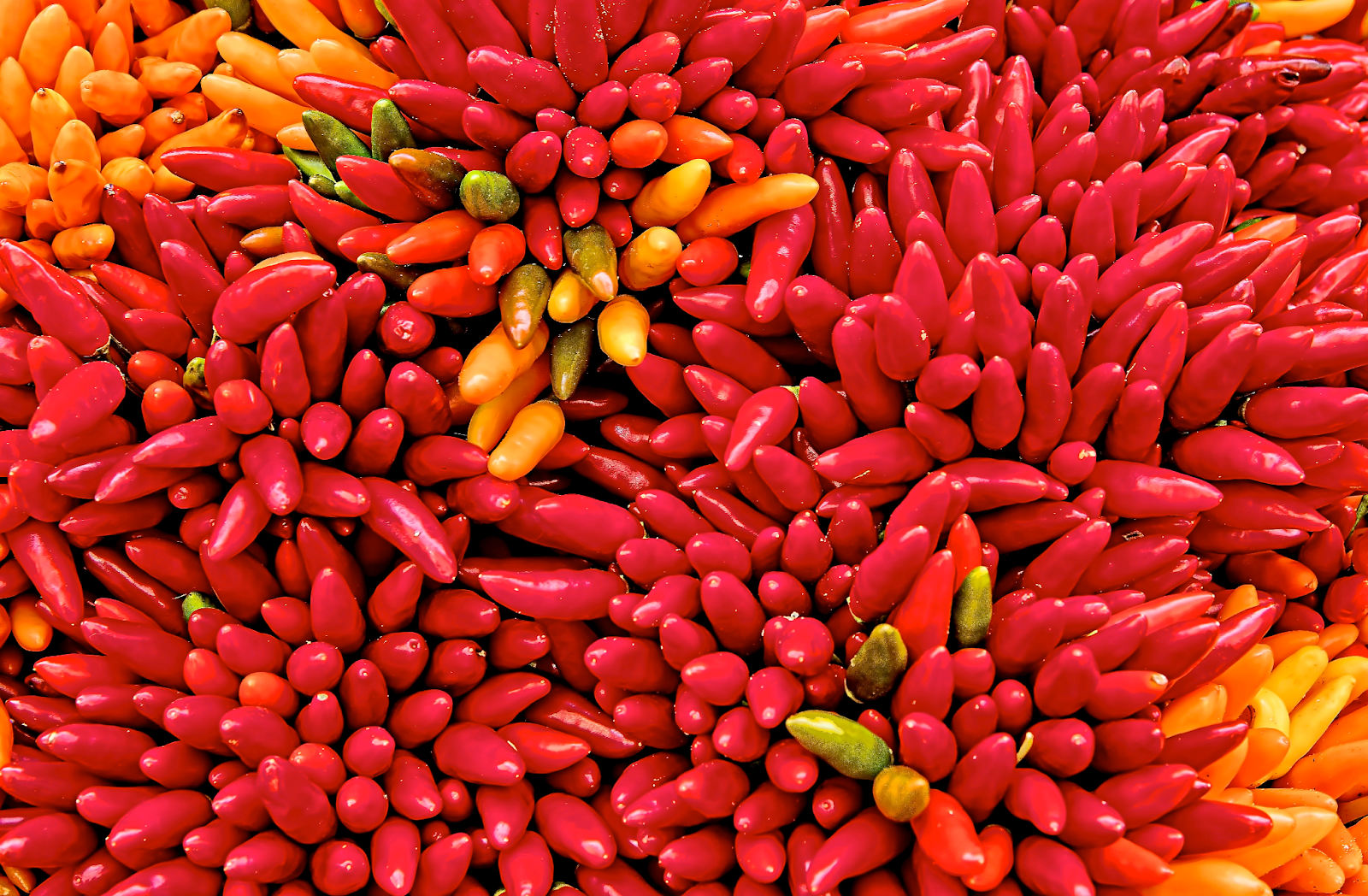 Collection of hot peppers