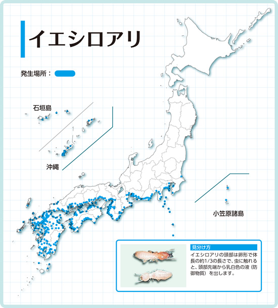 輸入住宅のシロアリ対策はどうするべき？