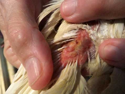 Fibroses developing on the uropygial gland in a bird.