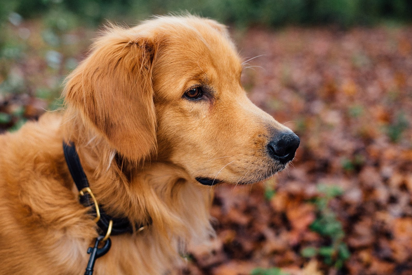 dog with leash attached to collar