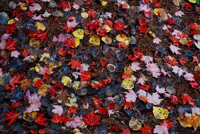a beautiful image of fall foliage while camping in one of the best campsites for fall foliage