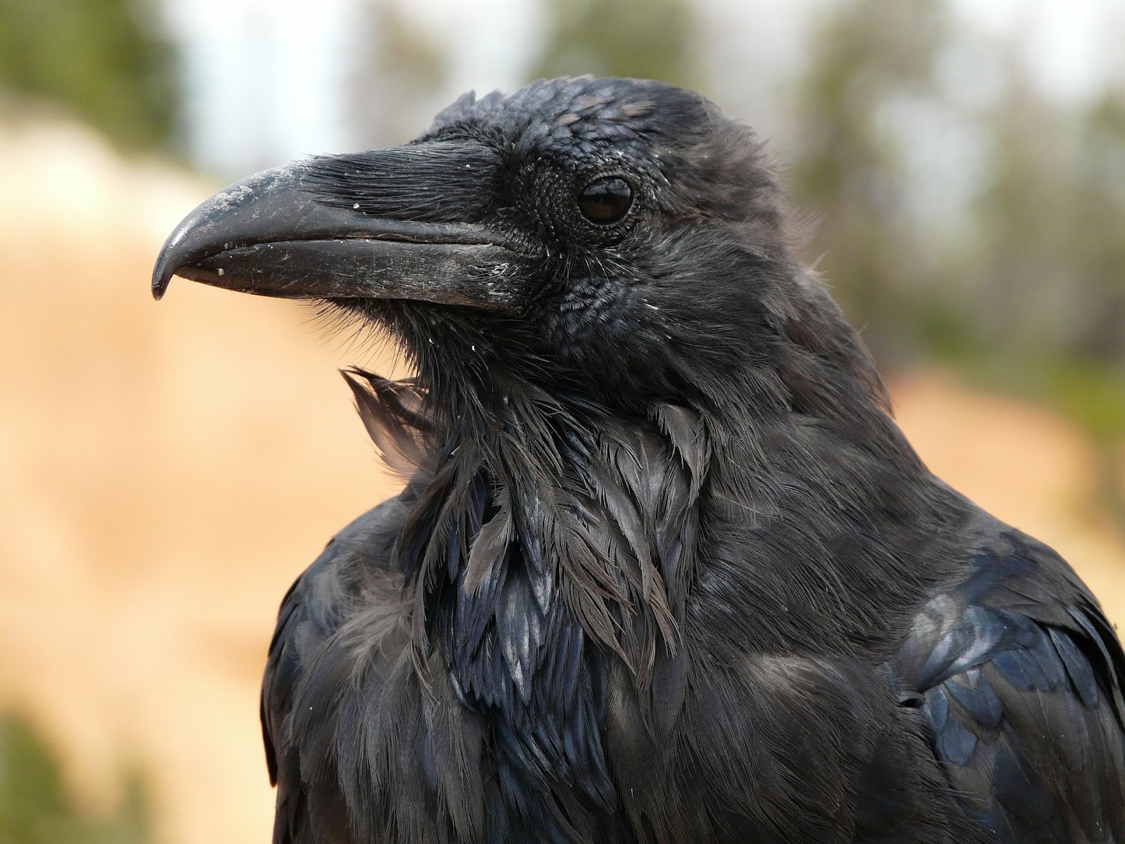 pet raven