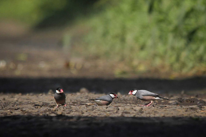 3 individuals Java Sparrow from Baluran National Park