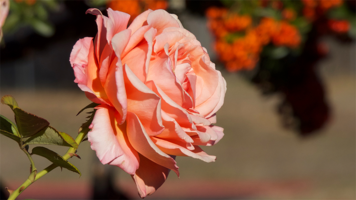 Colorful Combo Rose and Berries.jpg