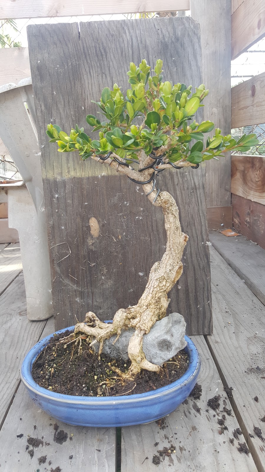 deshojo Buxus microphylla root over rock 