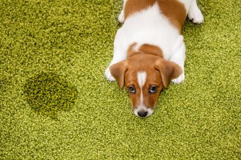 Puppy Urinated On Carpet