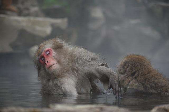 snow monkeys at the park is one of the outdoor activities in Japan