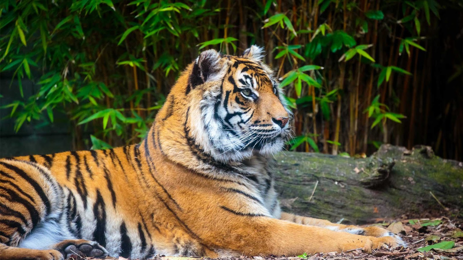 Haere rā Beautiful Molek | Auckland Zoo