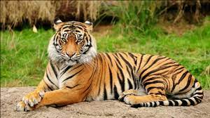 National Animal of India- Royal Bengal Tiger