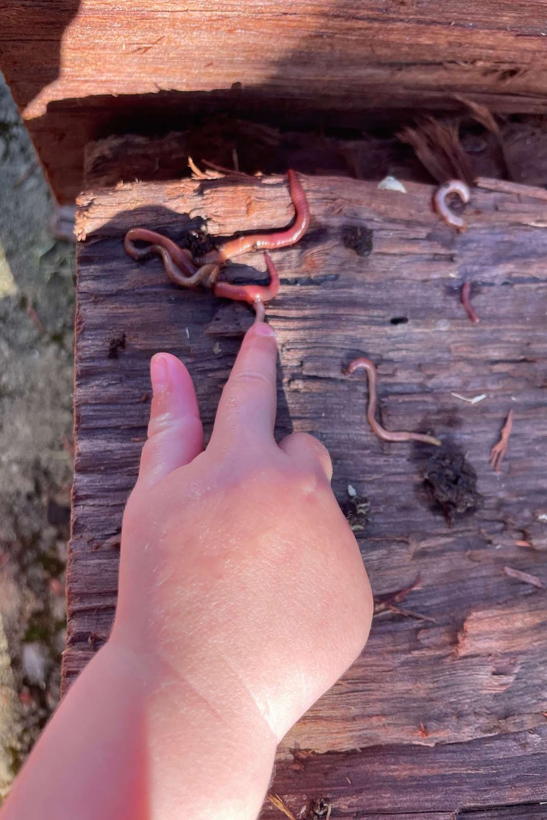 There’s Ants In My Worm Farm! (13 Scary But Common Worm Farm Questions Answered)
