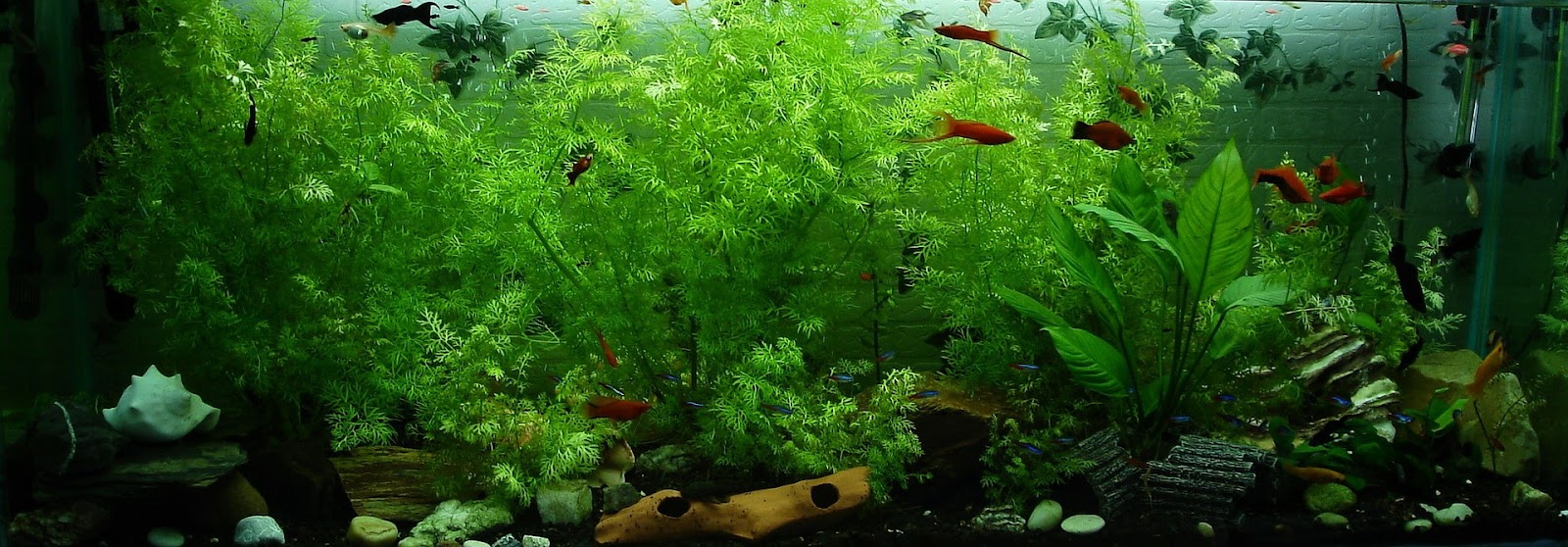 Large planted aquarium