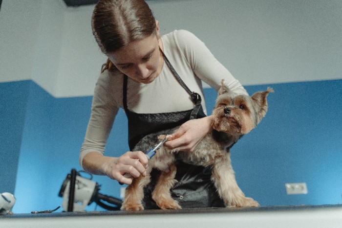 A Border Terrier howling due to separation anxiety when left alone for extended periods.