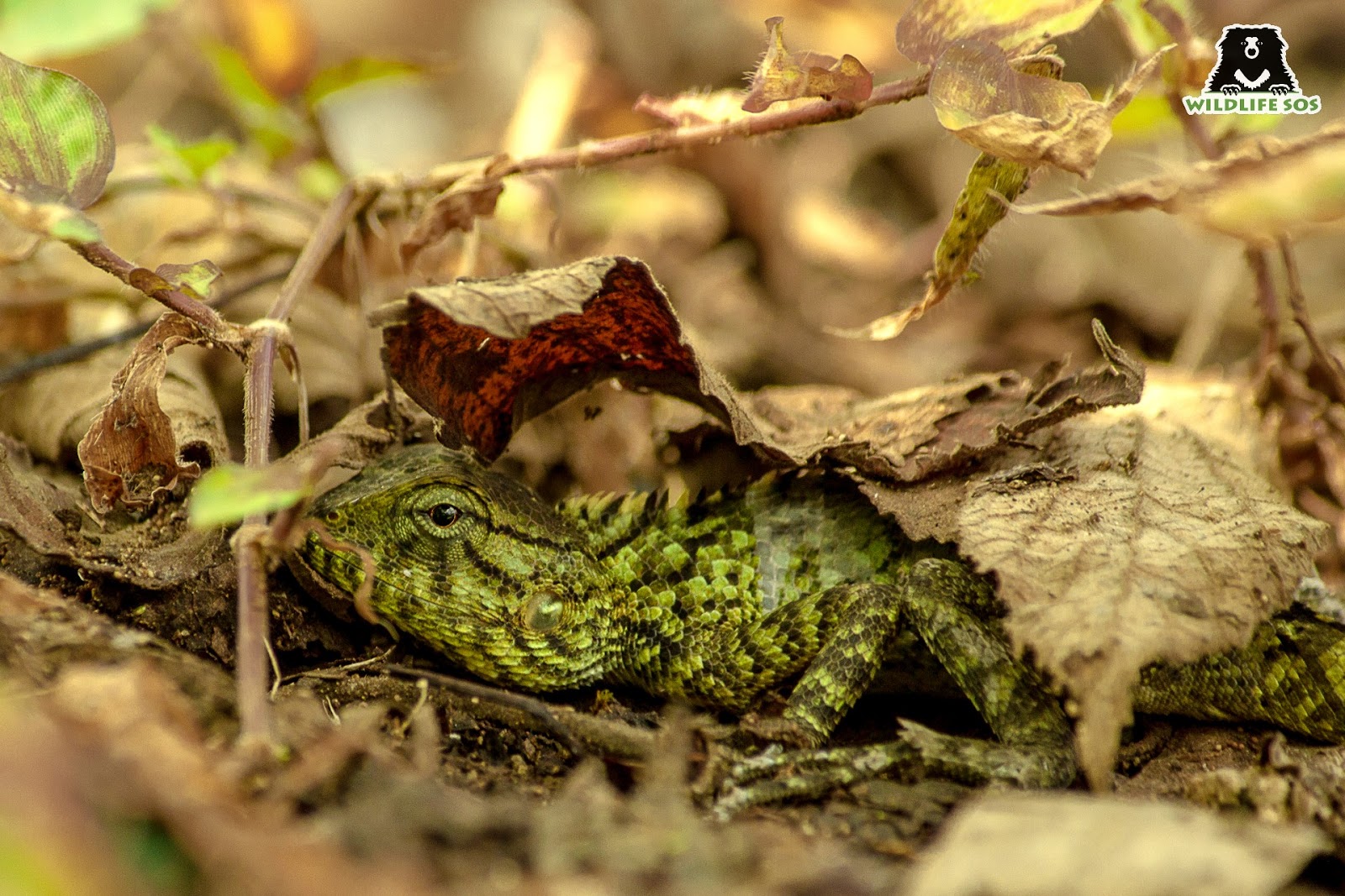 lizard under leaf