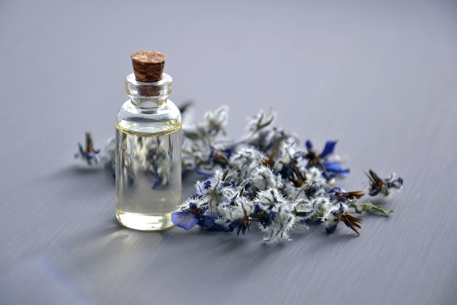 Wie schnell wächst Lavendel?